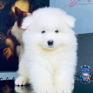 Samoyed (Male)