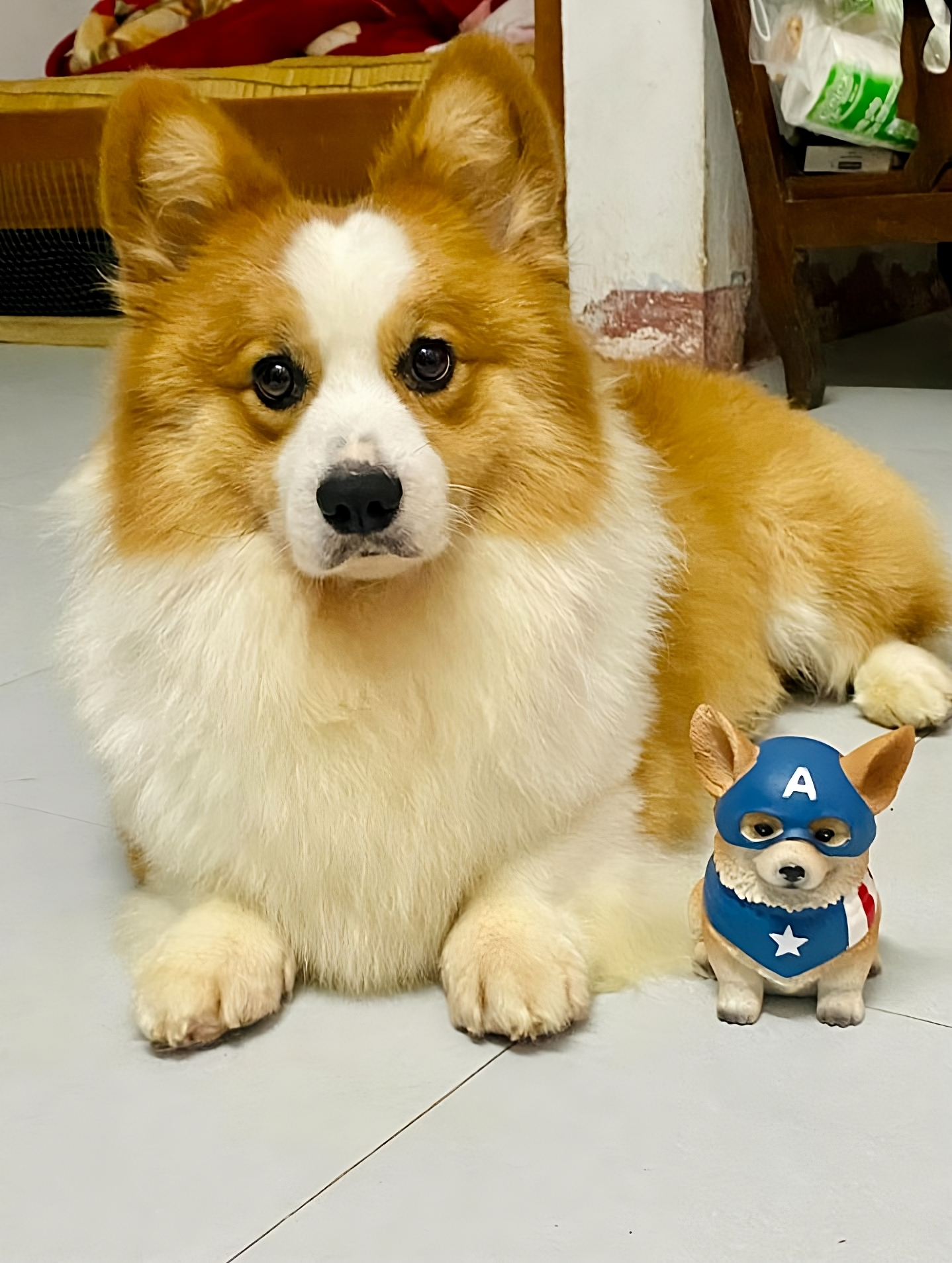 Corgi