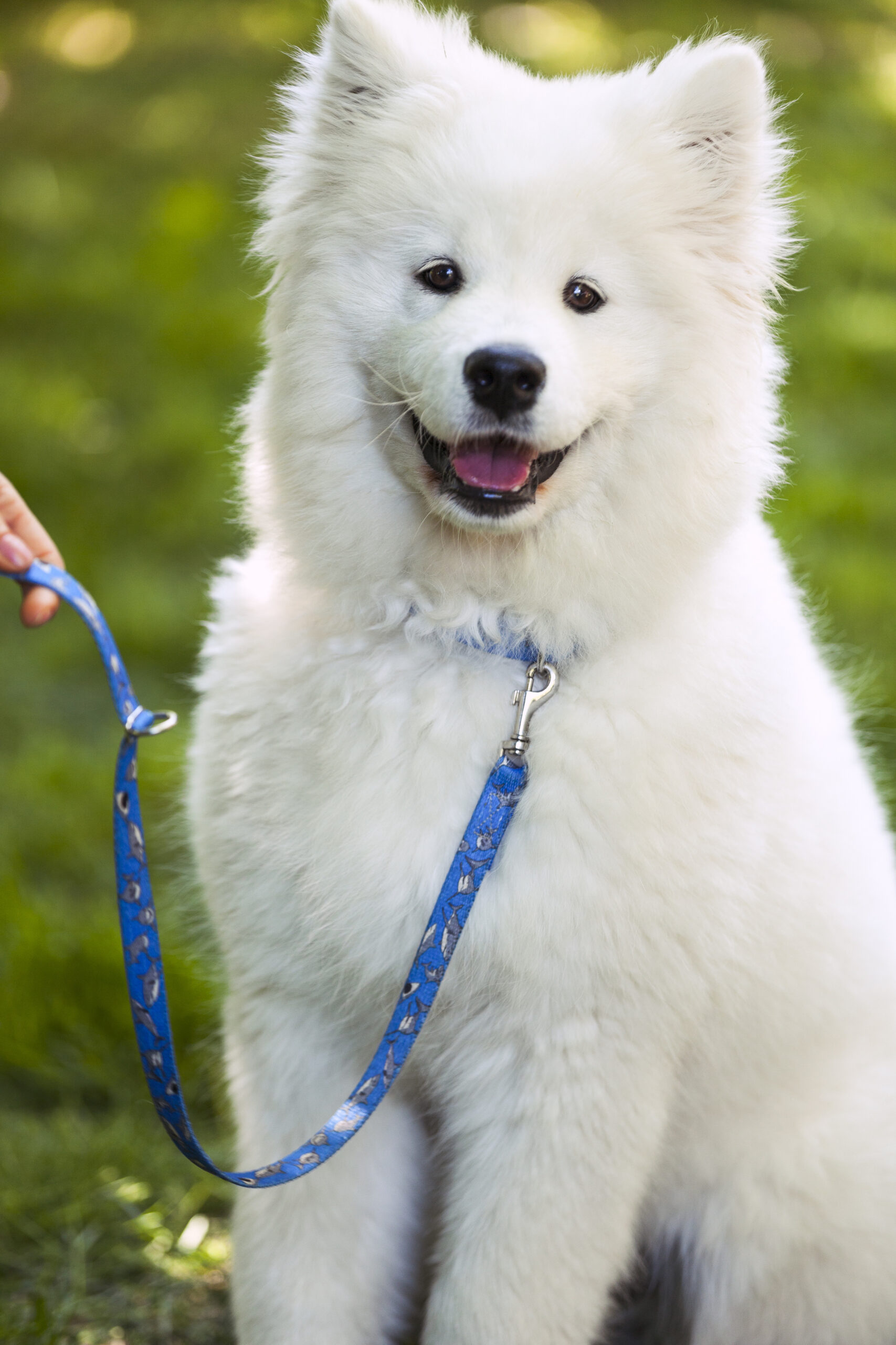 Samoyed