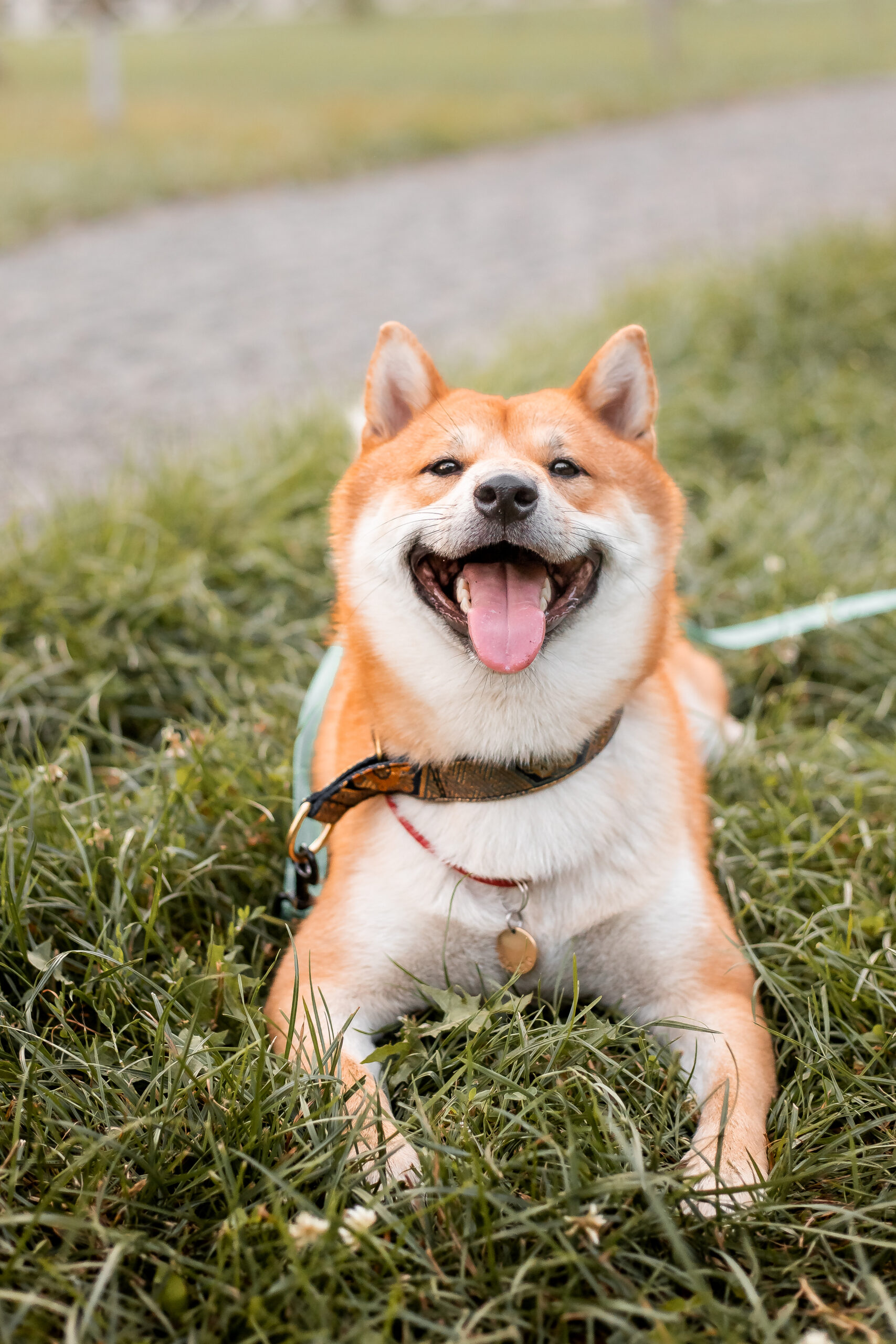 Shiba Inu