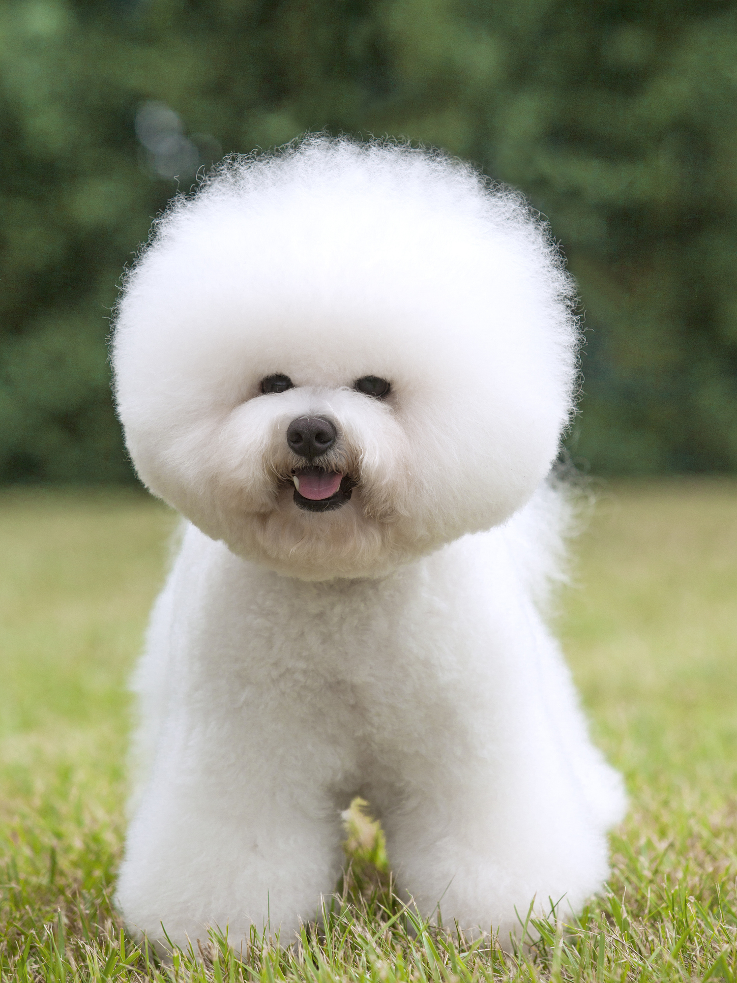 Bichon Frise