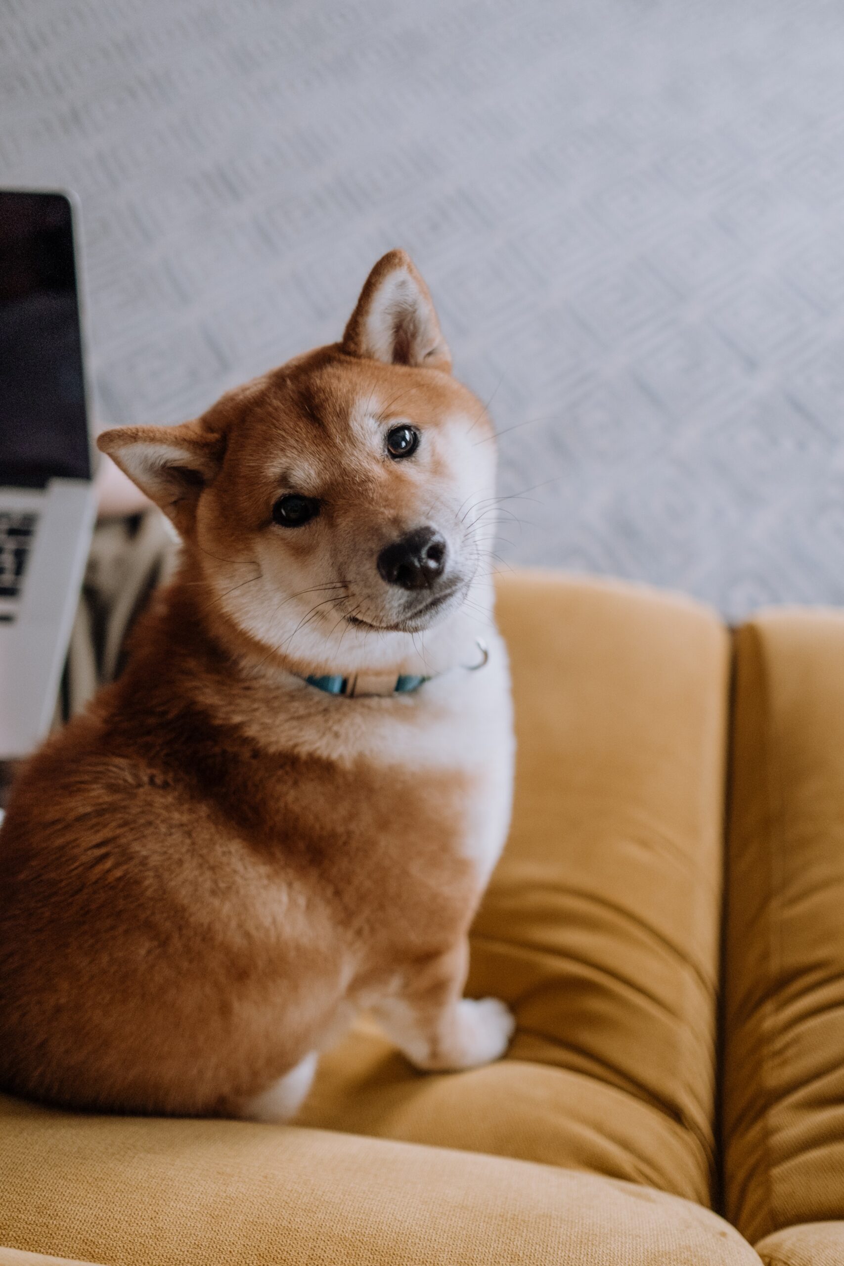 Akita Inu