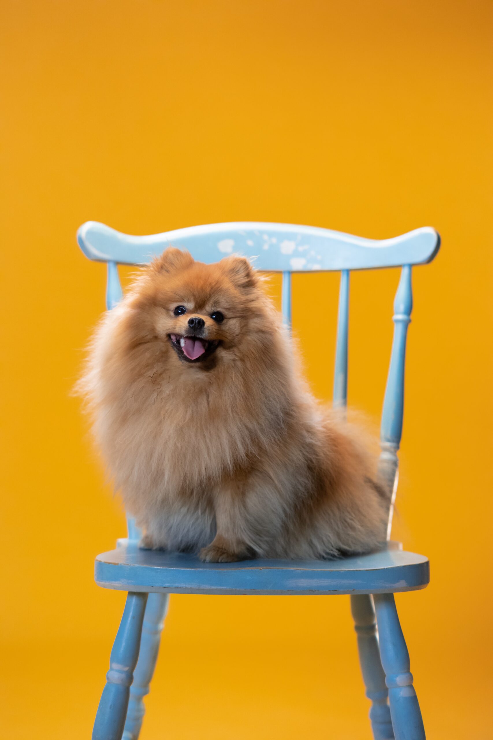 pomeranian