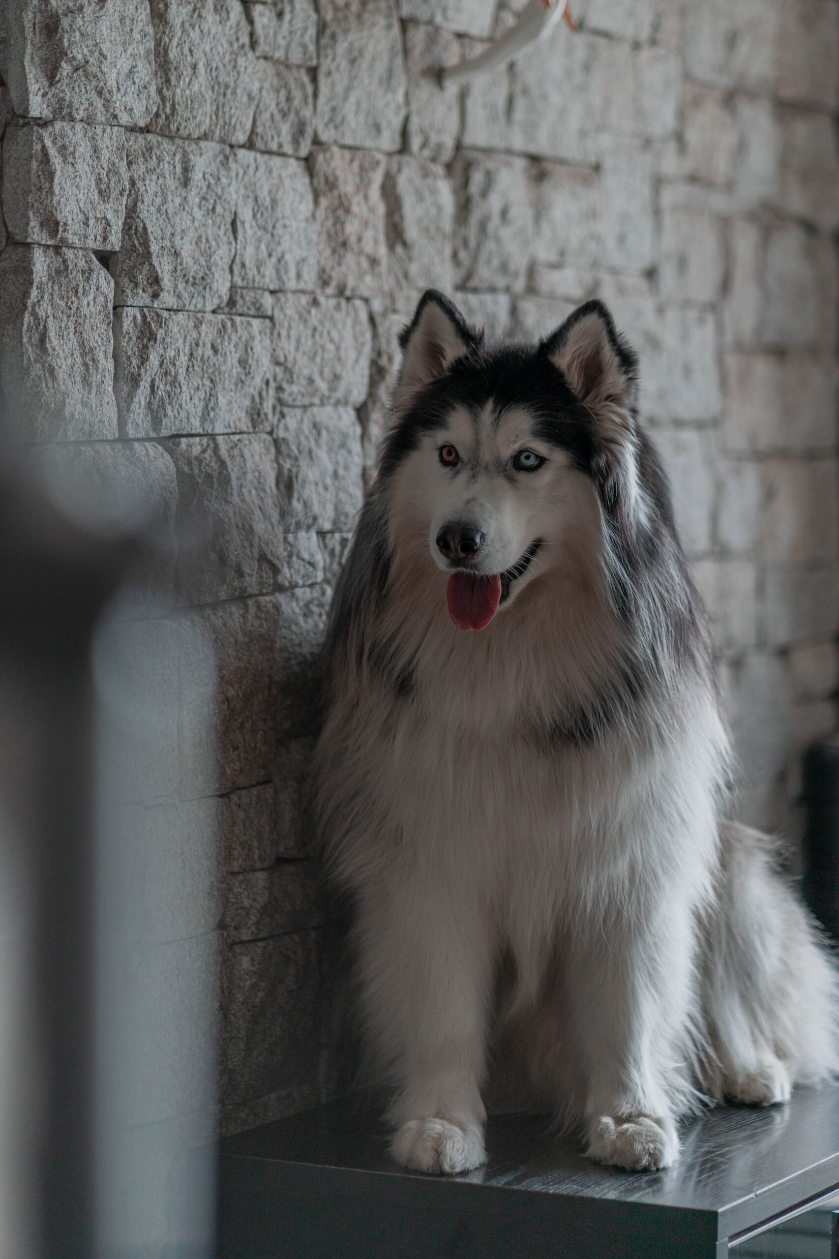 Alaska Malamute