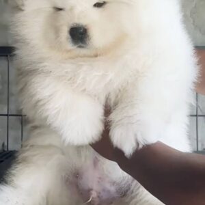 Samoyed(3 Male) SM03