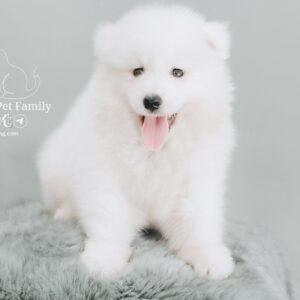 Samoyed (Male) SM04