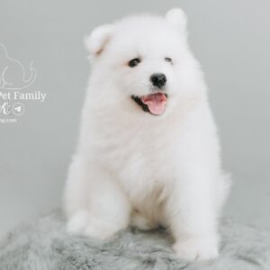 Samoyed (Male) SM04 (Sao chép)