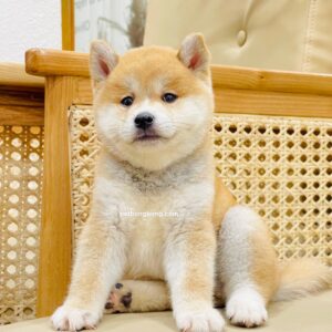 Shiba Inu mặt bánh bao (Male)