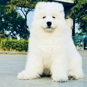 Samoyed (Male) SM05 (Sao chép)