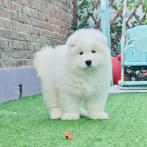 Samoyed (Male) SM05